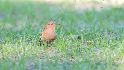 Eurasian hoopoe national bird of Upupidae is are colorful birds found across Afro had crown of feathers and seen in my country.