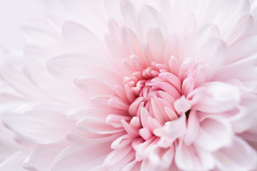 beautiful single chrysanthemum, top view, extreme macro image. - obrazy, fototapety, plakaty