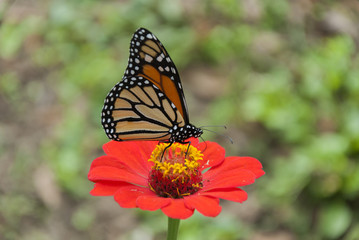 Monarch butterfly detail on flower in tropical area of Guatemala, Central America. Danaus plexippus.