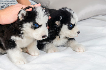 Fototapeta premium Hands caressing Husky puppies. Cute baby dog with blue eyes. Pet - man's best friend. 