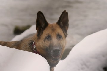 Deutscher Schäferhund im Winter