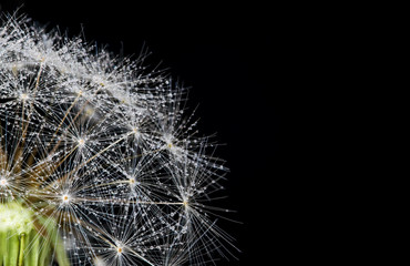 Beautiful abstract super macro of a dandelion head and seeds, on a black background, with many water droplets on the seeds
