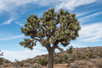 Joshua Trees