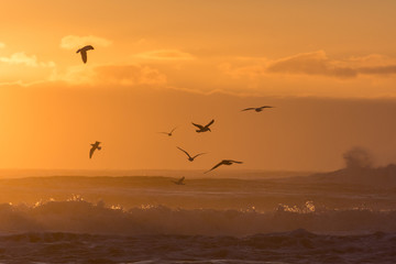 Fototapeta na wymiar Gulls flying over sea at sunset from remote beach in Iceland in winter