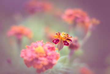 color play