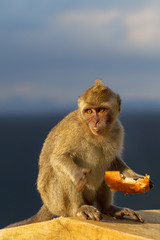 Naklejka premium Javaneraffe (Macaca fascicularis) im Black River Gorges Nationalpark in Mauritius, Afrika.