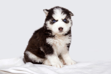 Little Husky puppy one. Cute baby dog with blue eyes. Pet - man's best friend.