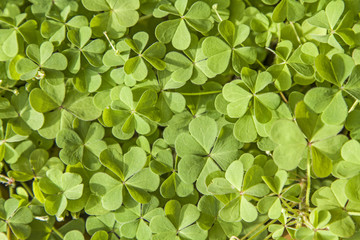 Viele Bl&auml;tter des Horn-Sauerklee