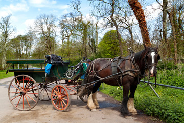 Horse ride in Killarney National Park