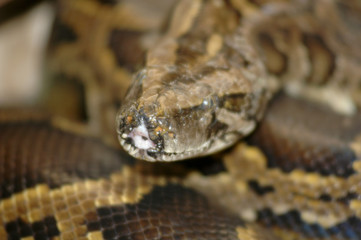 Boa Constrictor (Boa Constrictor) in Guatemala