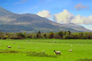 Sheep and rams in Killarney mountains - Ireland
