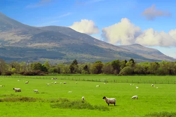 Abwaschbare Fototapete Sheep and rams in Killarney mountains - Ireland © kwiatek7