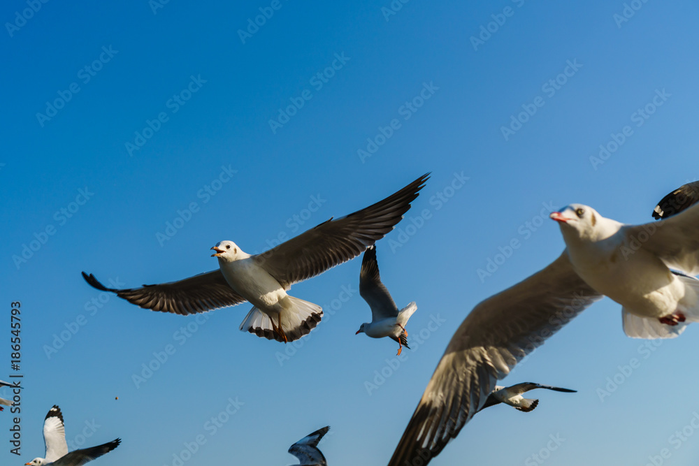 Wall mural Group of seagulls flying on blue sky