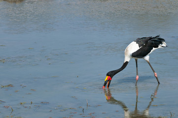 Saddle-billed stork feeding at waterhole