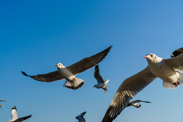 Group of seagulls flying on blue sky