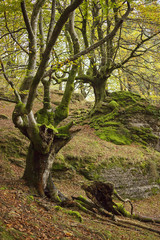 Naklejka premium Beech forest