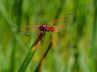 Green Dragonfly in Wadi