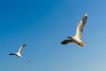 Obraz premium Group of seagulls flying on blue sky