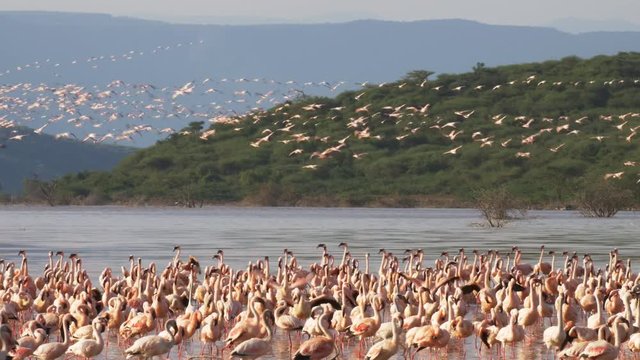 lesser flamingos huddled together on the shoreline at lake bogoria in kenya
