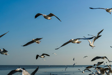 Group of seagulls flying on blue sky