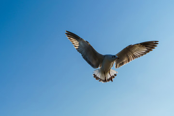 Fototapeta na wymiar Seagull flying on blue sky