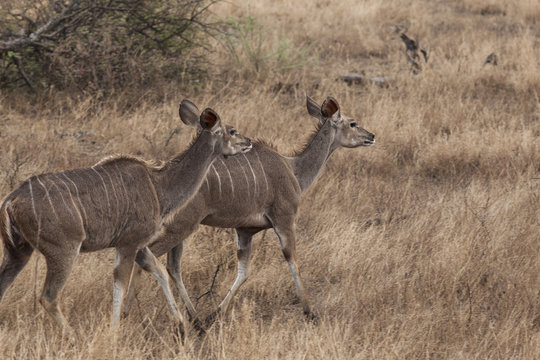 Kudu Antelope in Kruger Park