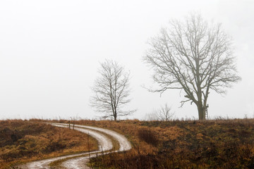 Obraz premium standing at the side of the road during a solitary tree