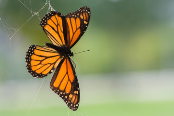 Spiderweb traps butterfly