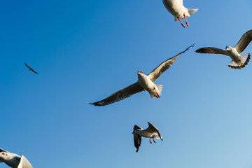 Group of seagulls flying on blue sky