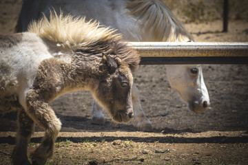 Tiny Pony with Horse