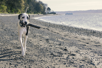 Great dane dog strolling a Pacific Northwest beach near Seattle