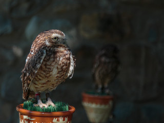Portrait of Little Burrowing Owl -Athene cunicularia- with Brown Plumage and Yellow Eyes