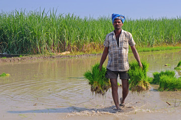     Indian Farmer Holding Rice Plants for planting 