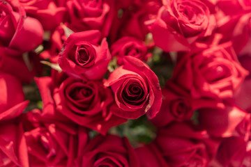 Beautiful natural red roses background