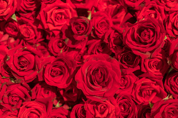 Beautiful natural red roses pattern background