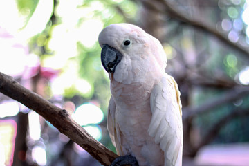 White Parrot in the Zoo
