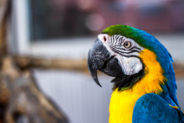 Beautiful parrot