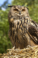 European Eagle Owl - Scottish Highlands