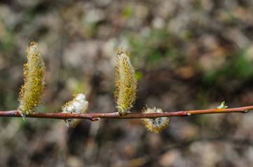 Branch of pussywillow (Salix caprea) on spring