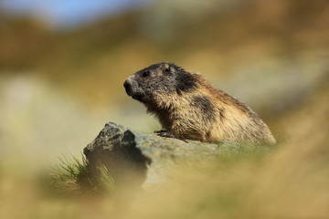 Marmota marmota. Photographed in Austria. Free nature. Mountains. The wild nature of Europe. Beautiful photo of animal life.