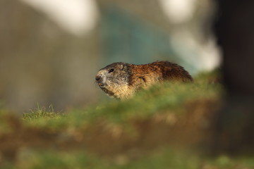 Marmota marmota. Photographed in Austria. Free nature. Mountains. The wild nature of Europe. Beautiful photo of animal life.