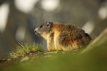 Marmota marmota. Photographed in Austria. Free nature. Mountains. The wild nature of Europe. Beautiful photo of animal life.
