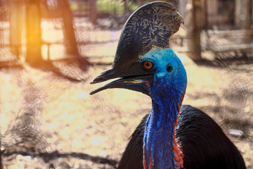 CASSOWARY BIRD 
