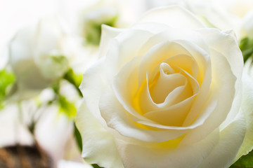 white rose flower closeup on blurred background