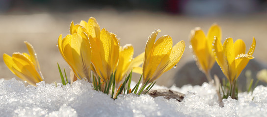 Crocuses yellow grow in the spring in the open air near the snow. Beautiful flowers grow in the garden.