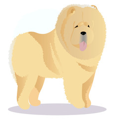 Chow chow dog tricolor