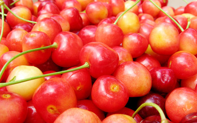 Many ripe sweet cherry in garden with tails