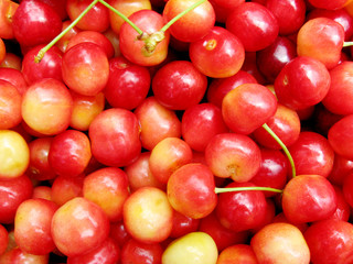 Many ripe sweet cherry in garden with tails