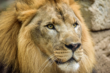 Fototapeta premium Lion King of the Jungle