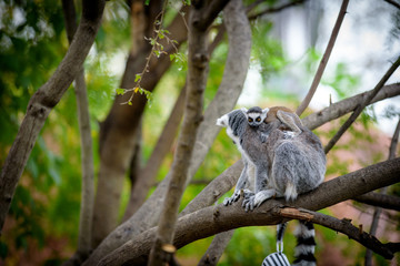 Baby Lemur with Mother